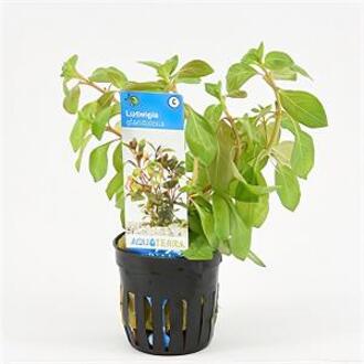 Moerings waterplanten Ludwigia glandulosa - 6 stuks - aquarium plant