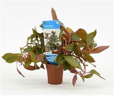 Moerings waterplanten Ludwigia repens rubin - Diamond Red - 10 stuks - aquarium plant