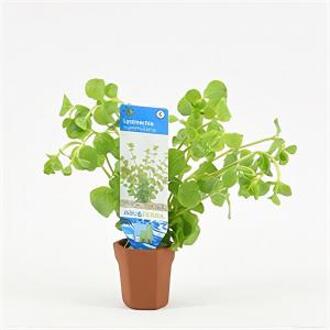Moerings waterplanten Lysimachia nummularia - 10 stuks - aquarium plant