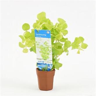 Moerings waterplanten Lysimachia nummularia aurea - 10 stuks - aquarium plant