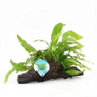 Moerings waterplanten Micorsorum pteropus - drijfhout - aquarium plant