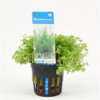 Moerings waterplanten Micranthemum micranthemoides - 6 stuks - aquarium plant