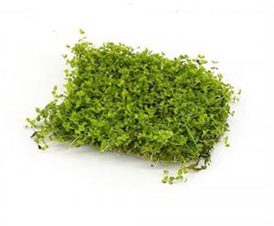 Moerings waterplanten Micranthenum Monte Carlo op matje - 3 stuks - aquarium plant