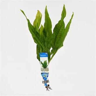 Moerings waterplanten Microsorum pteropus - 10 stuks - aquarium plant