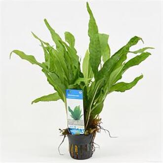 Moerings waterplanten Microsorum pteropus - 6 stuks - aquarium plant