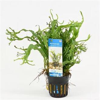 Moerings waterplanten Microsorum pteropus Windelov - 6 stuks - aquarium plant