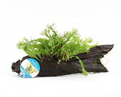 Moerings waterplanten Microsorum species - op drijfhout - aquarium plant