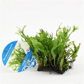 Moerings waterplanten Microsorum species - op kokosnoot brug - aquarium plant