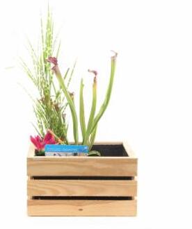 Moerings waterplanten Mini vijver in houten kistje blank - 2 stuks