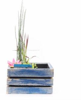 Moerings waterplanten Mini vijver in houten kistje blauw - 2 stuks