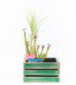 Moerings waterplanten Mini vijver in houten kistje groen - 2 stuks