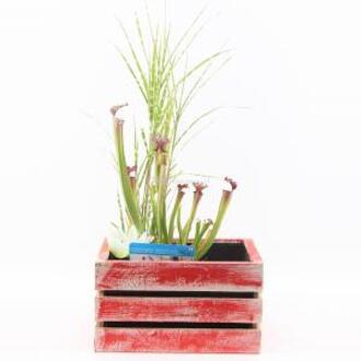Moerings waterplanten Mini vijver in houten kistje rood - 2 stuks