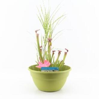 Moerings waterplanten Mini vijver kunststof limegroen - 2 stuks