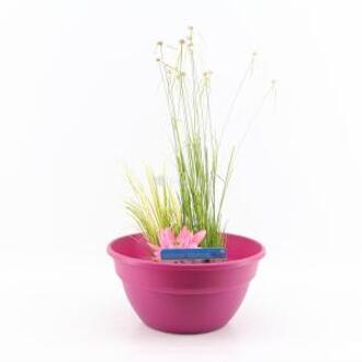 Moerings waterplanten Mini vijver kunststof roze - 2 stuks