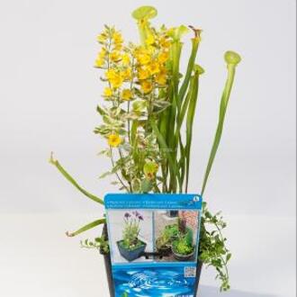 Moerings waterplanten Mix waterplanten in vijvermand (3 stuks)