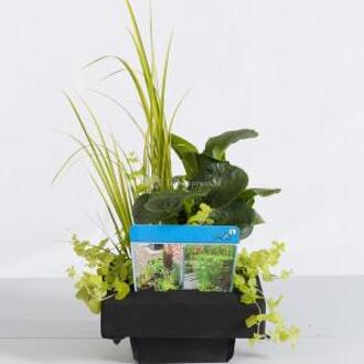 Moerings waterplanten Mix waterplanten op drijvend planteneiland (2 stuks)