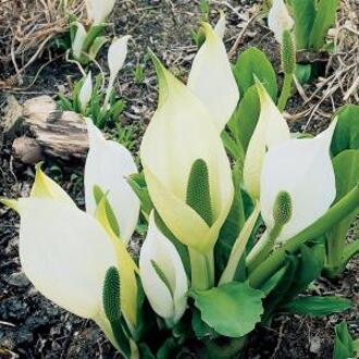 Moerings waterplanten Moerasaronskelk (Lysichiton camtschatcensis) moerasplant (6-stuks)