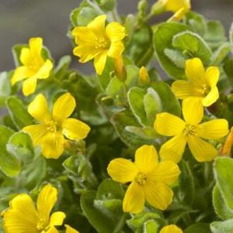 Moerings waterplanten Moerashertshooi (Hypericum elodes) moerasplant (6-stuks)