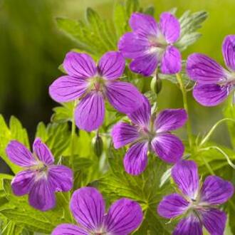 Moerings waterplanten Moerasooievaarsbek (Geranium palustre) moerasplant (6-stuks)