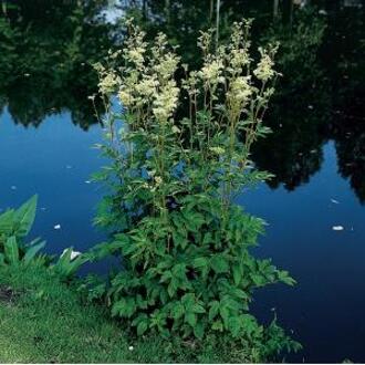 Moerings waterplanten Moerasspirea (Filipendula ulmaria) moerasplant (6-stuks)