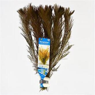 Moerings waterplanten Myriophyllum mattogrossense - 10 stuks - aquarium plant