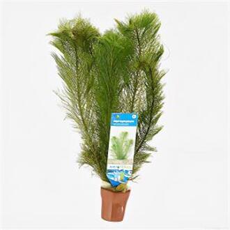 Moerings waterplanten Myriophyllum scabratum ofwel pinnatum - 10 stuks - aquarium plant