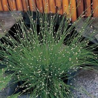 Moerings waterplanten Naaldgras (Scirpus cernuus) zuurstofplant (10-stuks)
