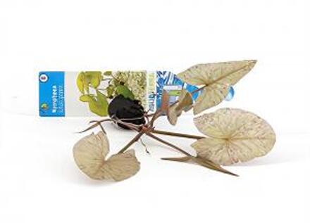 Moerings waterplanten Nymphaea lotus groen - 3 stuks - aquarium plant