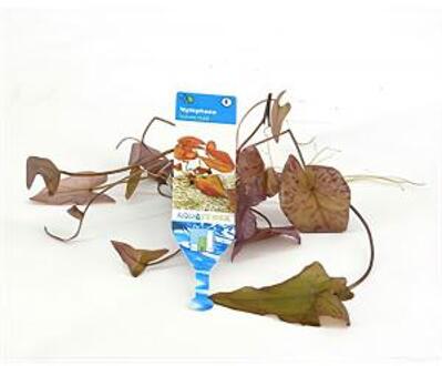 Moerings waterplanten Nymphaea zenkeri lotus rood - 3 stuks - aquarium plant