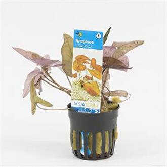 Moerings waterplanten Nymphaea zenkeri lotus rood
 - 6 stuks - aquarium plant