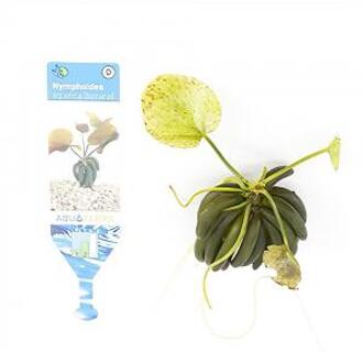 Moerings waterplanten Nymphoides aquatica - 3 stuks - aquarium plant