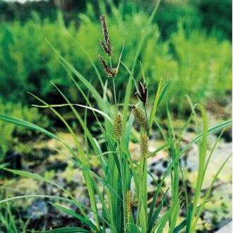 Moerings waterplanten Oeverzegge (Carex riparia) moerasplant (6-stuks)