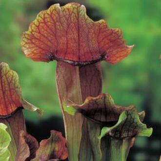 Moerings waterplanten Oranjebruine trompetbekerplant (Sarracenia “Maroon”) moerasplant (6-stuks)