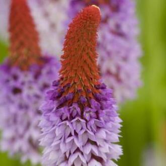 Moerings waterplanten Orchideeprimula (Primula vialii) moerasplant (6-stuks)