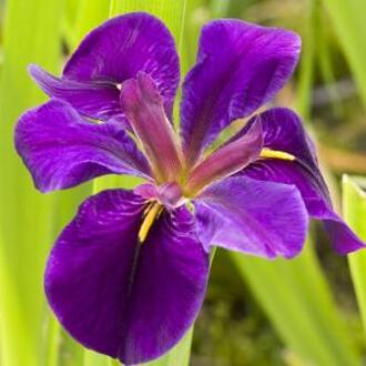 Moerings waterplanten Paarse Japanse iris (Iris “Black Gamecock”) moerasplant (6-stuks)