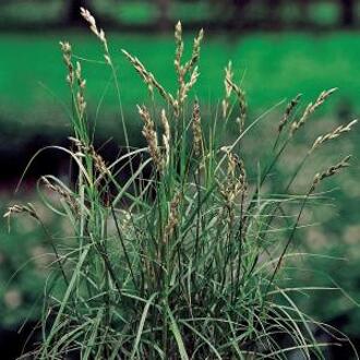 Moerings waterplanten Palmzegge (Carex Muskingunemsis) moerasplant (6-stuks)