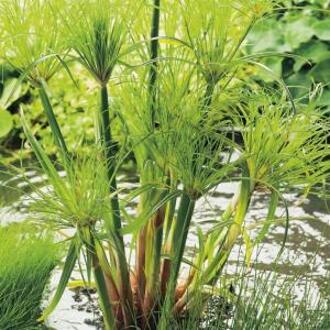 Moerings waterplanten Papyrus (Cyperus papyrus 'Perkamentus') moerasplant (3-stuks)