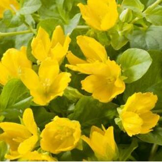 Moerings waterplanten Penningkruid (Lysimachia nummularia) moerasplant (6-stuks)