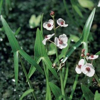 Moerings waterplanten Pijlkruid (Sagittaria sagittifolia) moerasplant (6-stuks)