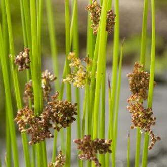 Moerings waterplanten Pitrus (Juncus effusus) moerasplant (6-stuks)