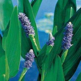 Moerings waterplanten Reuze snoekkruid (Pontederia lanceolata) moerasplant (6-stuks)