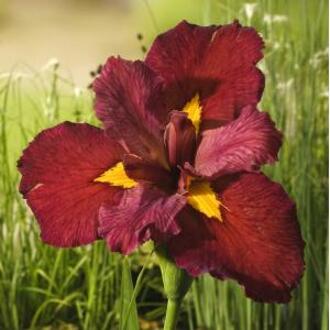 Moerings waterplanten Rode Japanse iris (Iris Louisiana Ann Chowning) moerasplant (6-stuks)