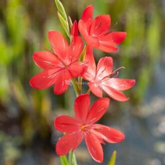 Moerings waterplanten Rode kafferlelie (Schizostylis coccinea “Major”) moerasplant (6-stuks)