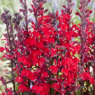 Moerings waterplanten Rode lobelia (Lobelia cardinalis) moerasplant (6-stuks)
