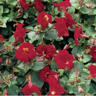 Moerings waterplanten Rode maskerbloem (Mimulus “Bonfire red”) moerasplant (6-stuks)