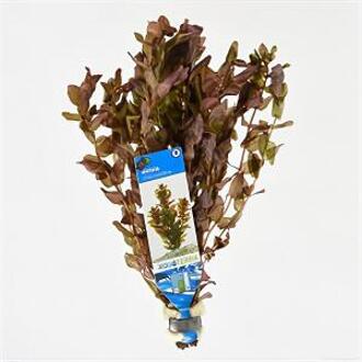 Moerings waterplanten Rotala macrandra
 - 10 stuks - aquarium plant