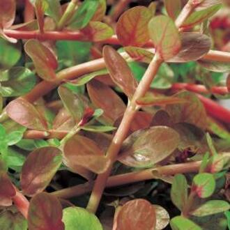 Moerings waterplanten Rotala (Rotala indica) zuurstofplant (10-stuks)