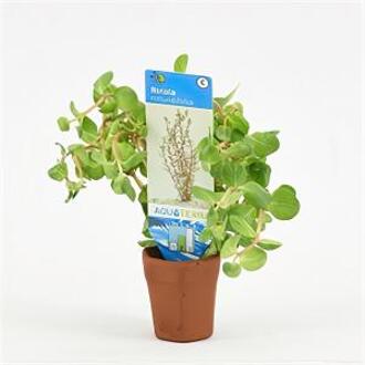 Moerings waterplanten Rotala rotundifolia - 10 stuks - aquarium plant