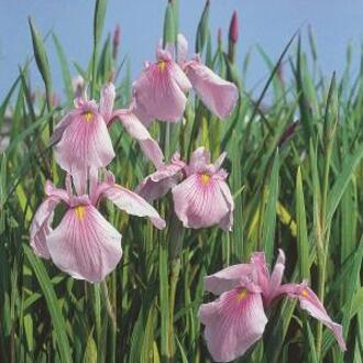 Moerings waterplanten Roze Japanse iris (Iris laevigata “Rose Queen”) moerasplant (6-stuks)