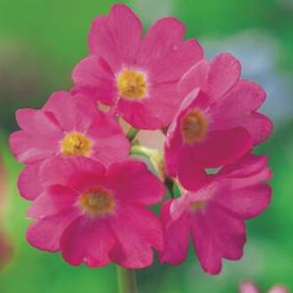 Moerings waterplanten Roze sleutelbloem (Primula rosea) moerasplant (6-stuks)